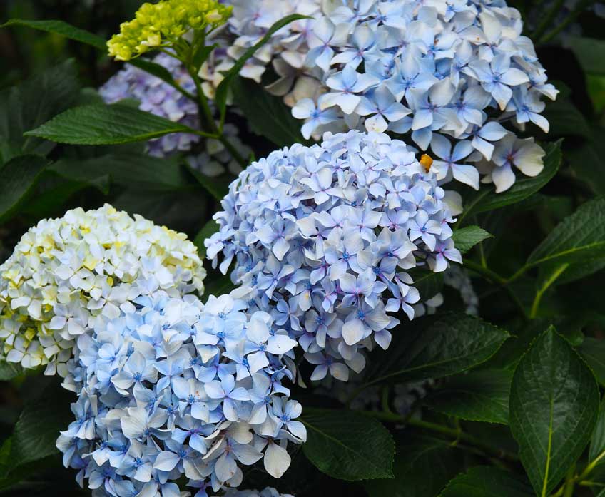 mop top hydrangea        
        <figure class=